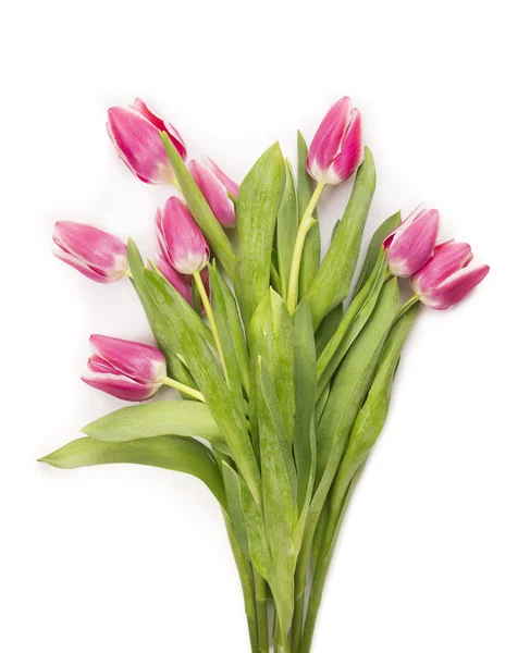 Roze tulpen bos op witte achtergrond — Stockfoto