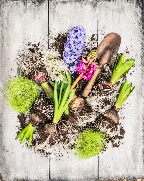 Spring flowers potting with hyacinth , bulbs, Tubers, shovel and soil, composing on white wooden background, top view — Stock Image Spring flowers potting with hyacinth , bulbs, Tubers, shovel and soil, composing on white wooden background, top view Royalty Free Stock Images