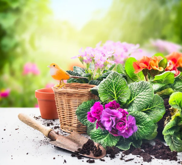 Jardinería puesta en la mesa con flores, macetas, tierra para macetas y plantas en el fondo soleado del jardín —  Fotos de Stock