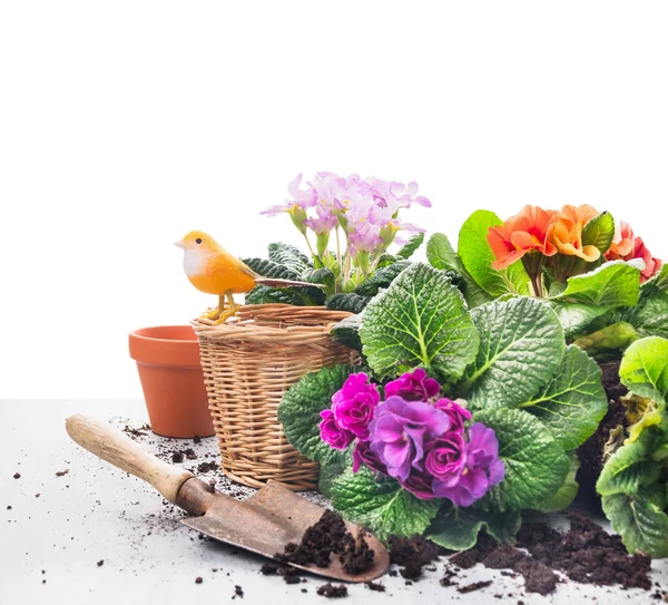 Trädgård med primrose blommor, krukor och scoop på grå träbord, vit bakgrund — Stockfoto