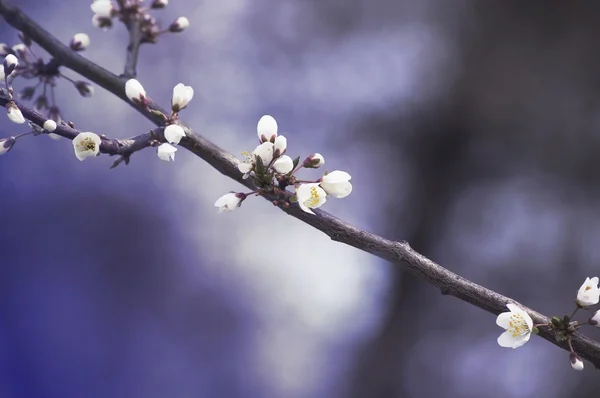 Ramo con fiori di ciliegio bianco su sfondo blu primaverile, tonica — Foto Stock