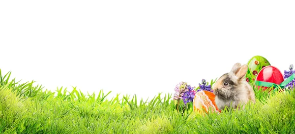 Weinig easter bunny met eieren en bloemen in de tuin gras op witte achtergrond, banner voor website — Stockfoto