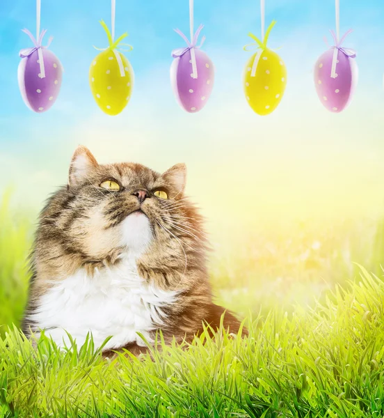 Gato fofo em grama ensolarada jardim olhando para pendurar ovos de Páscoa — Fotografia de Stock
