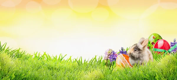 Pozadí Velikonoční zajíček, vejce a květiny na trávě a slunečnou oblohou s bokeh, banner na webové stránky — Stock fotografie