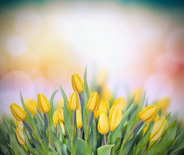 Жовті тюльпани на різнокольоровому фоні боке — стокове фото