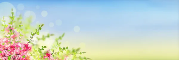 Pembe çiçek açan Japonca Ayva bush güneşli manzara arka plan üzerinde bokeh ile banner