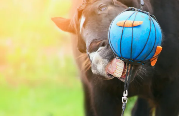 Černý kůň hrát míč — Stock fotografie