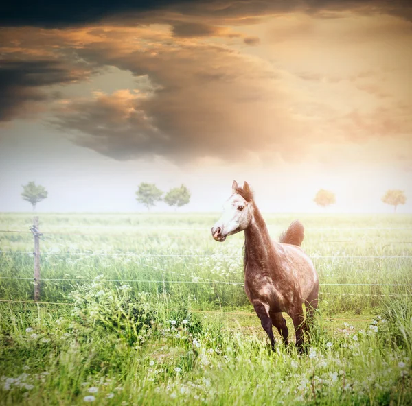 Grå hästspringet — Stockfoto