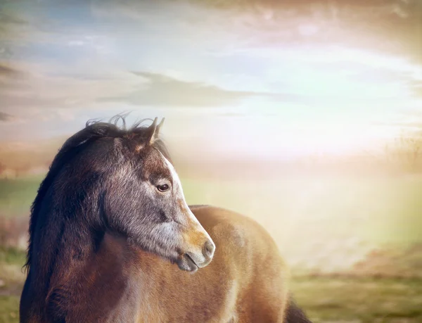 Jovem cavalo olhando para o fundo — Fotografia de Stock