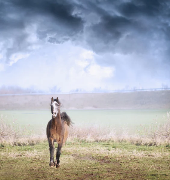 Yong arabian horse running — Stock Photo, Image