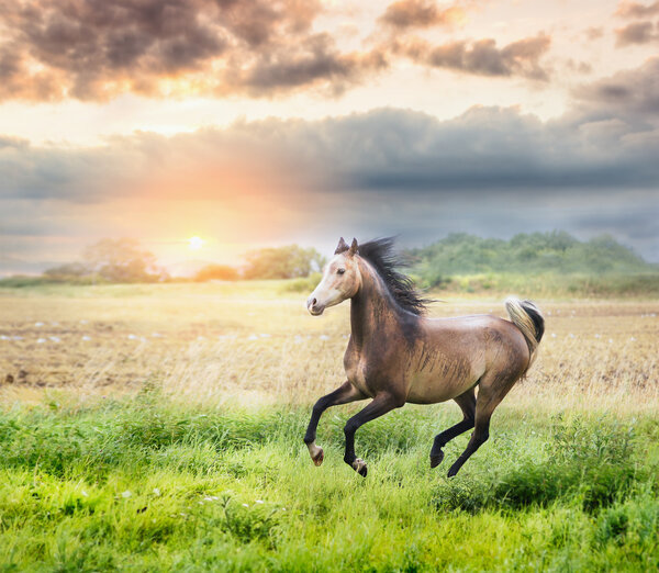 Arabian horse running