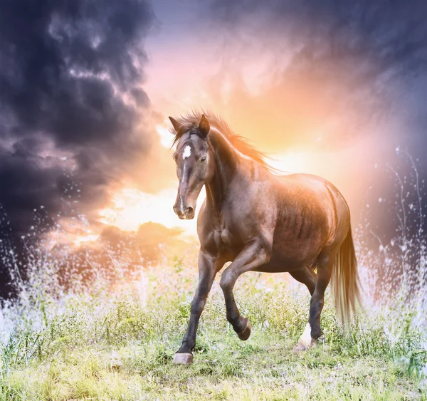 Hästspringet gröna fält — Stockfoto