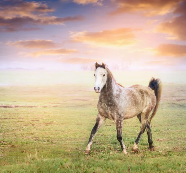 灰色の馬実行トロット — ストック写真