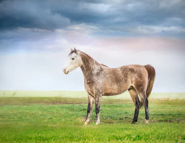 Paard staande op de weide — Stockfoto