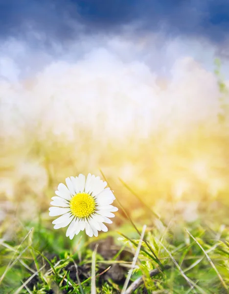 Flor de margarita sobre hierba de primavera — Foto de Stock