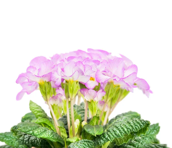 Ροζ χλωμό primula λουλούδια — Φωτογραφία Αρχείου