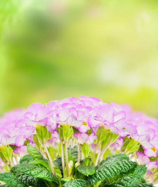Primula rosa pálida — Foto de Stock