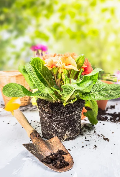 Primula blommor med jord och rötter — Stockfoto