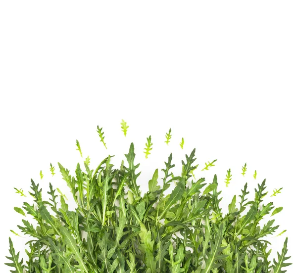 Fresh green herbs — Stock Photo, Image