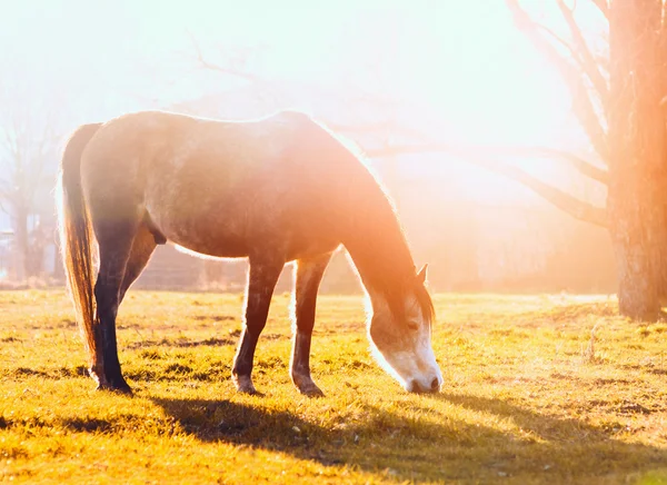 Horse grazes on pasture at sunset, outdoor — Stock Photo, Image