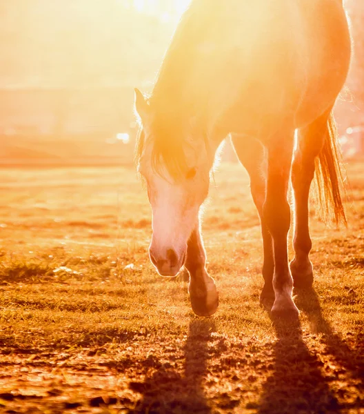 オレンジ色の夕日でのフィールドで馬光, 屋外 — ストック写真