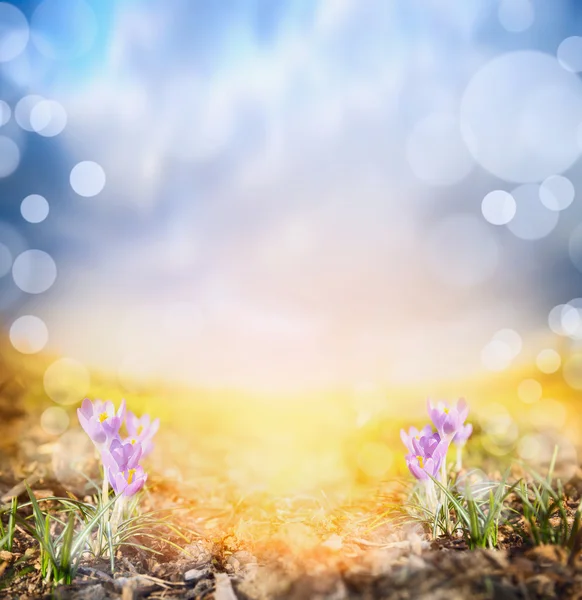 Crocus no prado ensolarado contra o céu por do sol — Fotografia de Stock