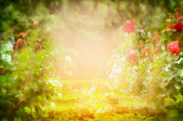 Jardín de rosas soleadas, fondo borroso de la naturaleza —  Fotos de Stock