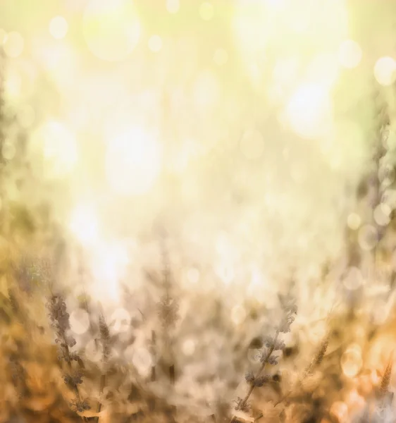 Light brown yellow blurred nature background — Stock Photo, Image