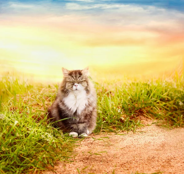 Красивая пушистая кошка в траве в саду — стоковое фото