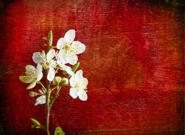 Cherry flowers on red background — Stock Photo, Image