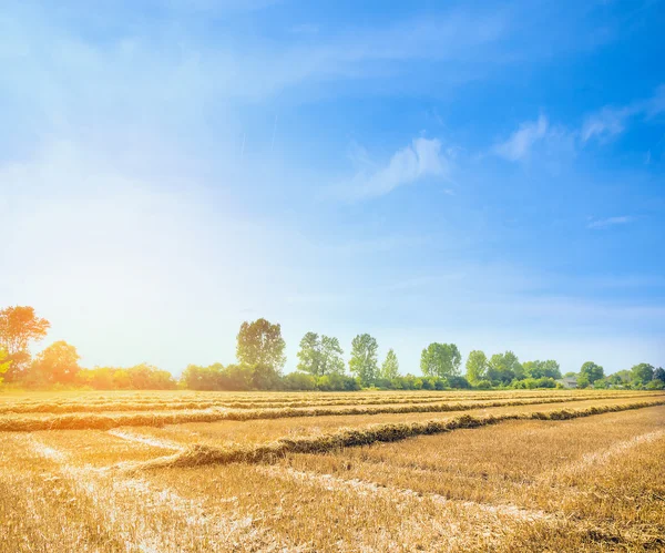 Paisaje agrícola, cosecha de paja — Foto de Stock