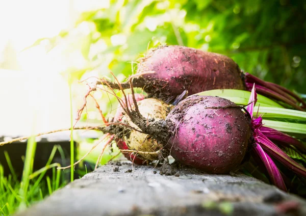 Červená řepa vícebarevná různé — Stock fotografie