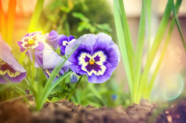 Lilac heartsease flowers — Stock Photo, Image