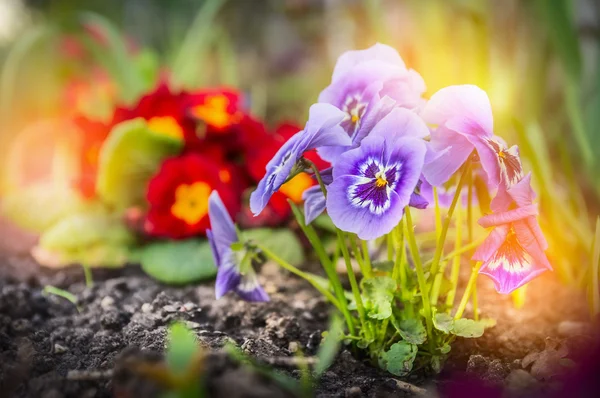 Fiori di cardiopatia lilla — Foto Stock