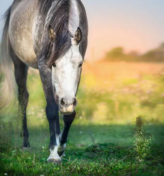 Koně na letní pastviny — Stock fotografie