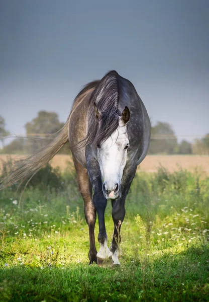 A nyári legelőn ló — Stock Fotó