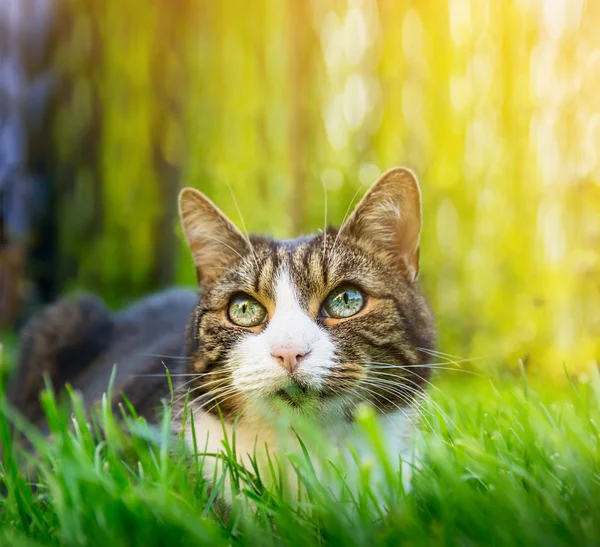 Katze mit verschieden farbigen Augen — Stockfoto