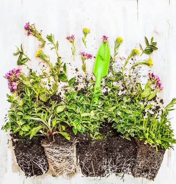 Växter och gröna trädgård scoop — Stockfoto
