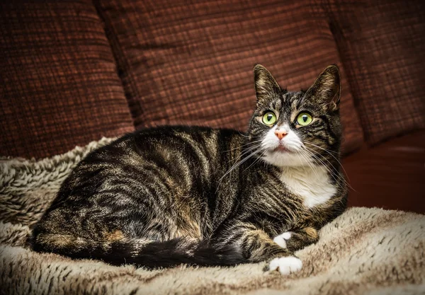 Domestic cat on couch — Stock Photo, Image
