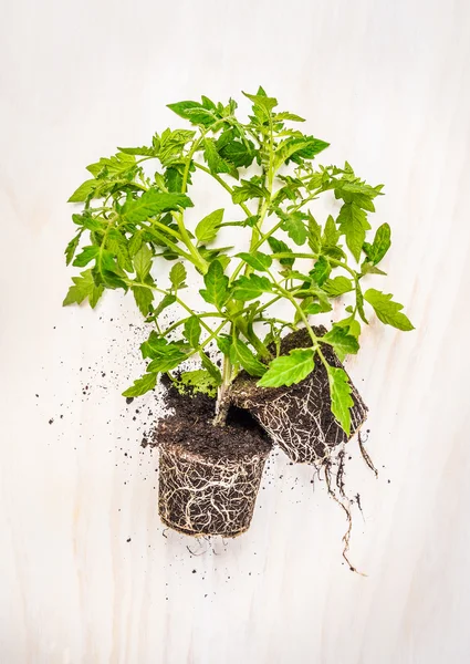 Tomato plant with roots — Stock Photo, Image
