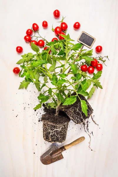 Pianta di pomodoro con radici — Foto Stock