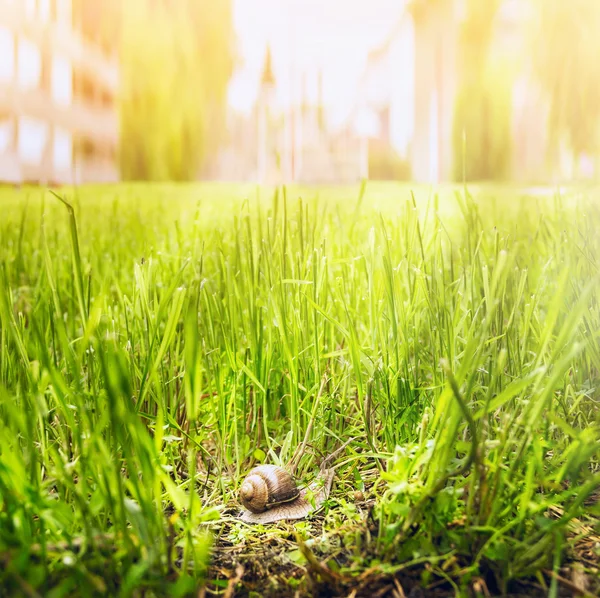 Escargot dans l'herbe haute — Photo