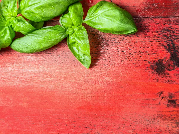 Fresh Basil leaves — Stock Photo, Image