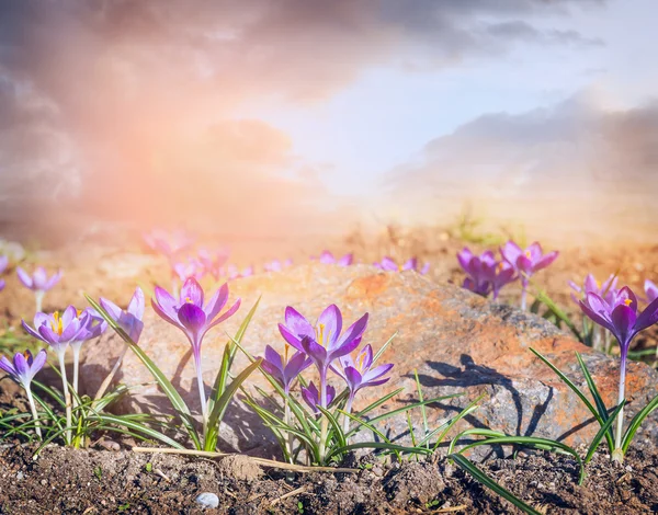 Fondo de la naturaleza brillante — Foto de Stock