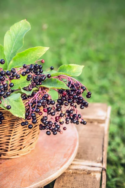 Branches of elderberry with berries — Stock Photo, Image