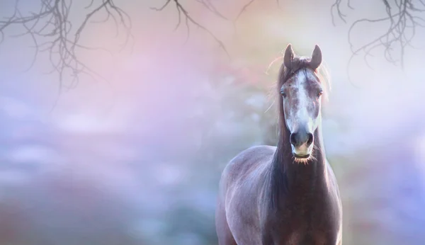 Horse op voorjaar van blauwe achtergrond — Stockfoto