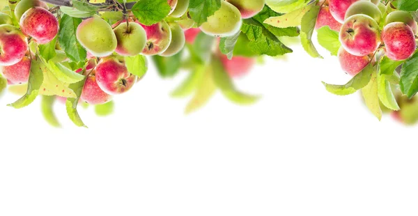 Ramas de manzana con manzanas — Foto de Stock