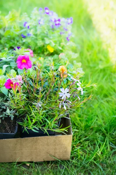 Verão Flores do Jardim — Fotografia de Stock