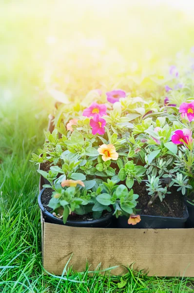 Flores de jardín de verano — Foto de Stock