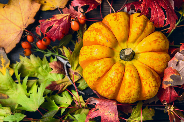 pumpkin on colorful autumn leaves
